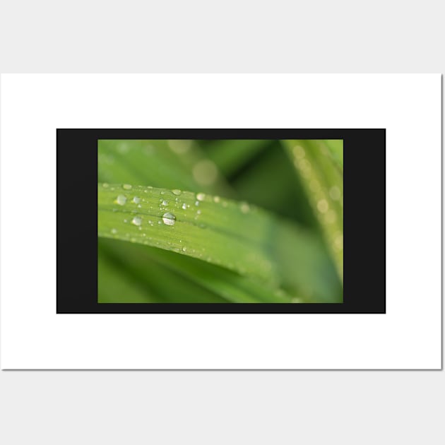 Droplets on a leaf Wall Art by josefpittner